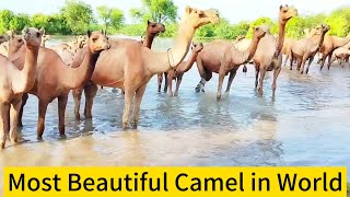 A Thirsty Camel's Incredible Water Feat || Beautiful Camel Dance