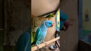 Blue parrot don’t miss end#shorts #viralshorts