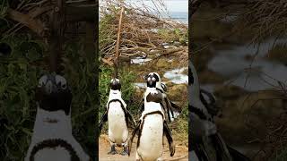 Hurrying Penguins #shorts #animal #penguin