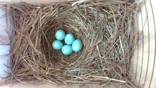 A Fascinating Look at Baby Bluebirds Time Lapse Video with Live Nest Box Cam