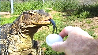 Monitor Lizard Gulps Food Whole