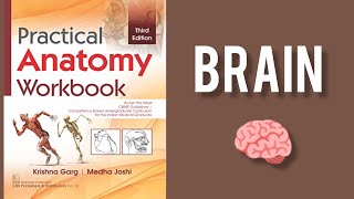 Anatomy practical filled workbook/ brain