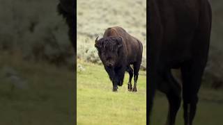 A fantastic beast #bison #buffalo