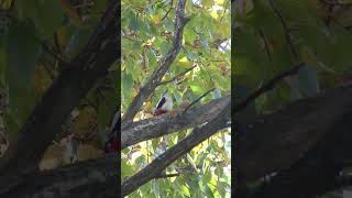 Дятел долбит шишку / Great Spotted Woodpecker