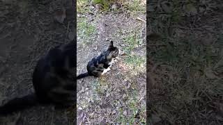 Cat Territorial