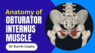 OBTURATOR INTERNUS MUSCLE: 3D ANATOMY