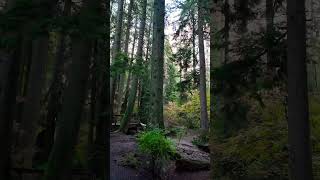 The Majesty of This Forest Captivated Me #nature #natureshorts #naturelover #green #tree