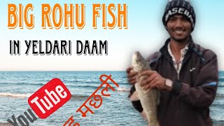 big rohu fish!! बडी राहु मछली,,in river