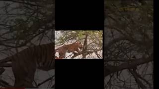 Foolish Tiger Was Teased By A Group Of Baboons To Point Of Crying, But Still Couldn't ....