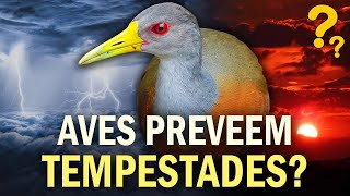 AVES conseguem PREVER CHUVAS? Ornitólogo Responde #39