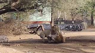 Asiatic Lion Infight | Fight of Lion | Fight for Kingdom of Gir | SAVE ASIATIC LION | SASAN GIR