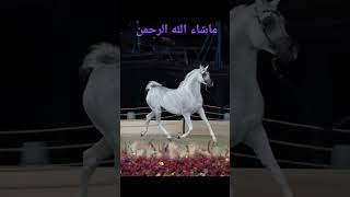 #خيل #اكسبلور #البحر #تيك_توك #explore