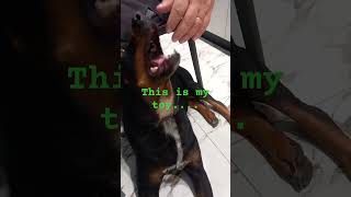 This is the best toy that I have.... #rottweiler #yt #reels #animals #doglover #dog #cute #love