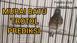 25 hari perawatan setelah beli || Murai batu trotol Prediksi