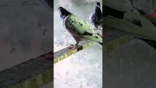 Teddy Pigeon  High Flyer #shorts #viral