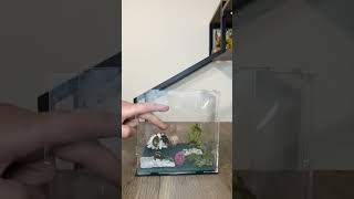 Making An Insect Diorama (Part 9)