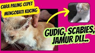 cara mengobati kucing jamuran gudig scabies