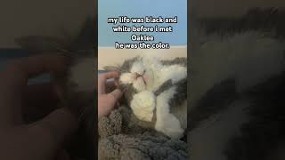 the color #fypシ゚viral #cat #cuteanimal #pets #cutecat #thankyouforwatching #cute #viral #famous #fyp