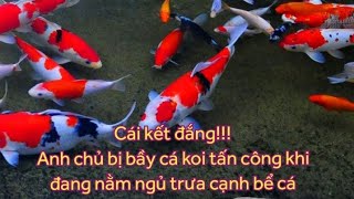 - Chi tiết bể cá koi trong nhà với bể lọc 4 ngăn.