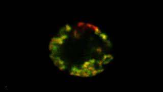 Active chromatin regions are found in the periphery of a nucleus - H3K9ac (green), His2B (red)