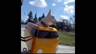 doggy side car