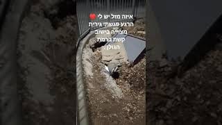 גירית מצוייה ברמת הגולן