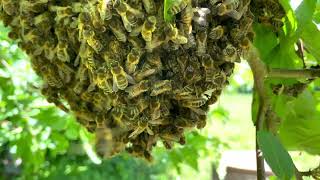 Captivating honey bee swarm : May 2023 - Filmed in Stunning 4K HDR HLG 5.1