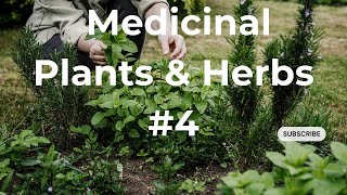 Medicinal Plants And Herbs #3   #herbalmedicine #holistichealth #herbalremedies #naturalremedies