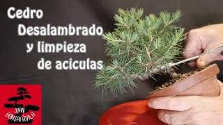 Cedro de plantón a pre bonsai, toca desalambrado y limpieza de aciculas viejas #bonsai,