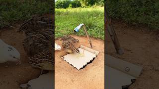 Creative Bird Trap # DIY Quail Trap #shorts