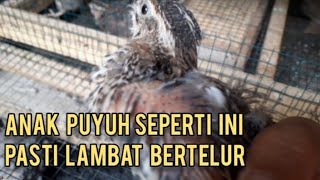 Ciri Anak Puyuh Lambat Memasuki Usia Bertelur