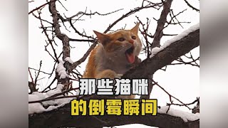 猫咪：怎么这么倒霉，大意了！#傻猫🐱 #猫咪 #倒霉猫咪