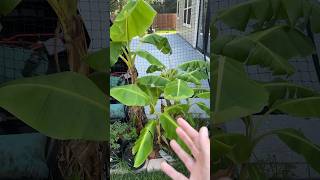 How To Make Your Banana Plants 3X Bigger! #shorts #viral #plants