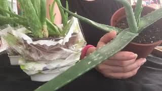 Aloe Vera bitkisi nasıl bakılır.Evde Aloe Vera bitkisinin bakımı nasıl olur