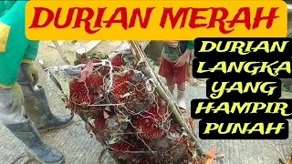 PANEN DURIAN MERAH HUTAN  TERLANGKA HAMPIR PUNAH BERSAMA SUKU DAYAK PUNAN