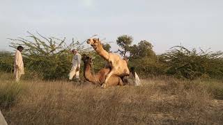 Camel Meeting||😁Camel Enjoying 🐫||🏜️