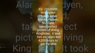 Kingfisher Diving! It took more than 6 years to take this photo| #Shorts