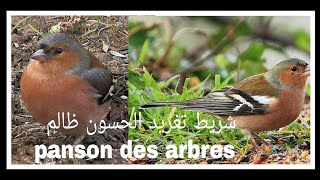 شريط تغريد طائر الحسون الظالم chant pinson des arbres (البانسو .طائر الشرشور )