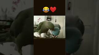 Parrots kissing and talking#shorts #kissing #romance