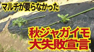 秋ジャガイモ大失敗。9月12日に植えた秋ジャガイモ、2割程度しか発芽せず、今年は種芋が採れるかさえ難しそう。10/27