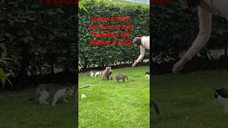 Erstes Spieldate der Kitten mit den älteren Katzen 😹lustige Katzenvideos 😻#shorts #cats #kitten