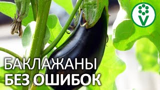 3 ОСОБЕННОСТИ РАССАДЫ БАКЛАЖАНОВ. Важные отличия баклажан от томатов