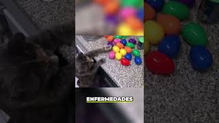 ¿Tu gato no bebe agua  Consulta al veterinario ya!