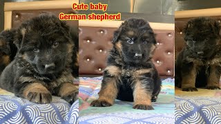 German Shepherd Long Hair puppies Available Import bloodlines #germanshepherdlonghair