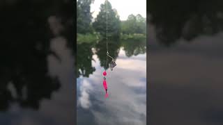 The World’s SMALLEST Buzzbait?!