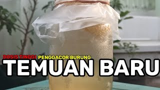 EFEK GEDHANG KLUTHUK, RACIKAN DOSIS TINGGI BIKIN GACOR BURUNG PEMAKAN BUAH !!!