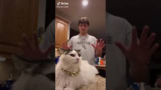 cat enjoys bum smacking