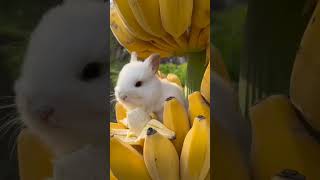 Rabbit eating so cute, அழகான முயல். sivanya kuttis chuttis channel