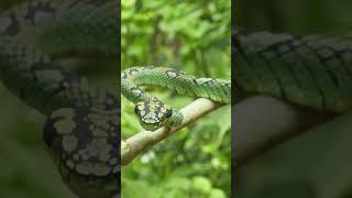 Green Pit Viper #shorts