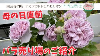 母の日直前のバラ売り場のご紹介【園芸専門店アカツカFFCパビリオン】